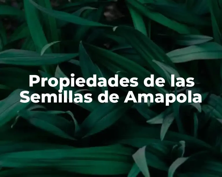 Propiedades de las Semillas de Amapola