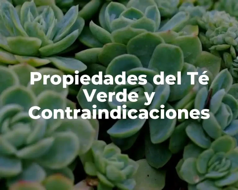Propiedades del Té Verde y Contraindicaciones