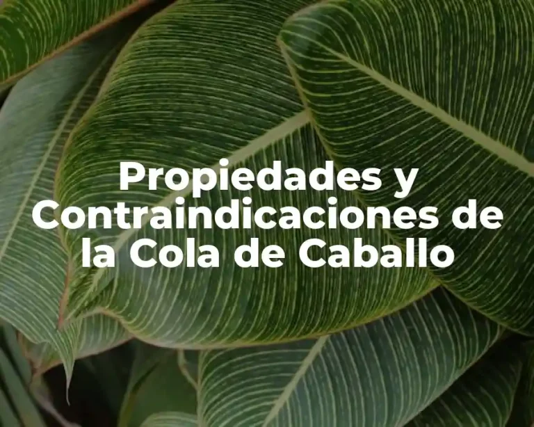 Propiedades y Contraindicaciones de la Cola de Caballo