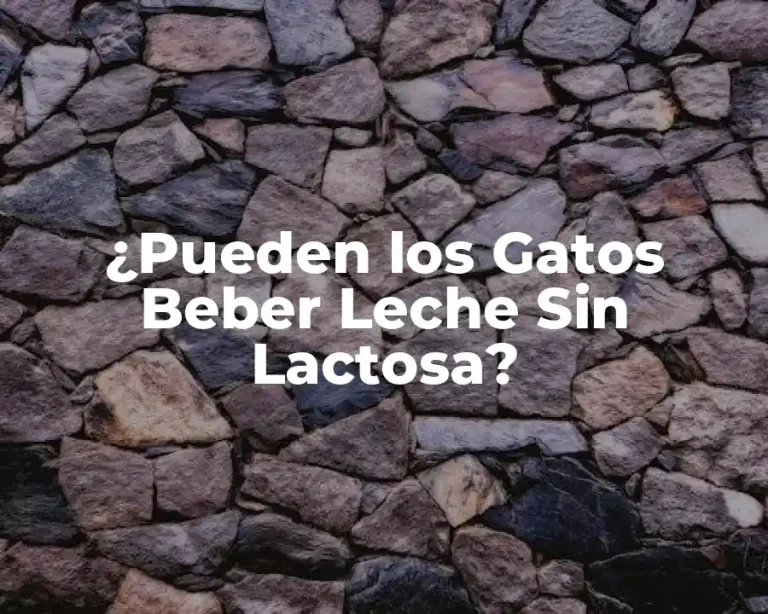¿Pueden los Gatos Beber Leche Sin Lactosa?