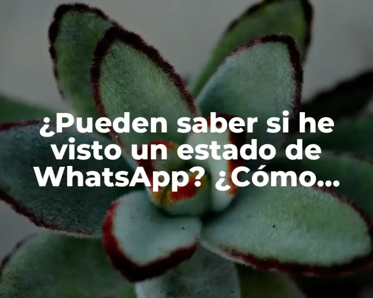 ¿Pueden saber si he visto un estado de WhatsApp? ¿Cómo funciona la función de Estado en WhatsApp?