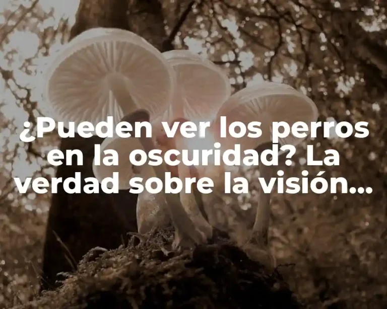 ¿Pueden ver los perros en la oscuridad? La verdad sobre la visión canina