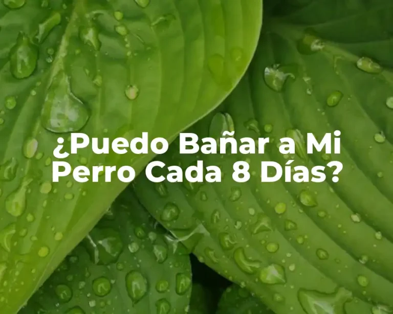 ¿Puedo Bañar a Mi Perro Cada 8 Días?