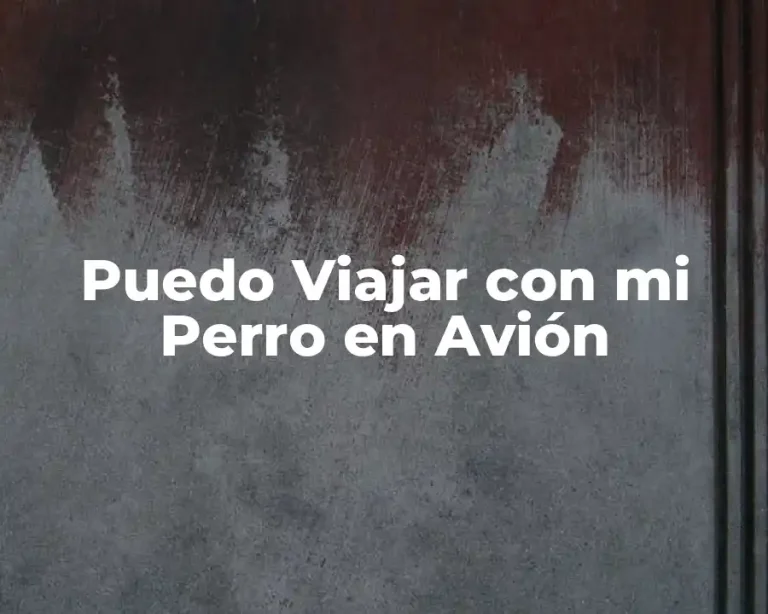 Puedo Viajar con mi Perro en Avión