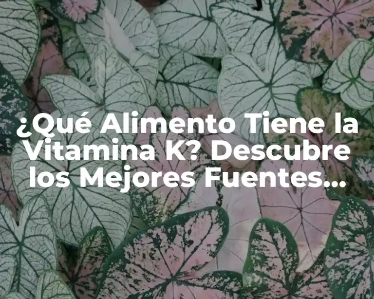 ¿Qué Alimento Tiene la Vitamina K? Descubre los Mejores Fuentes Naturales