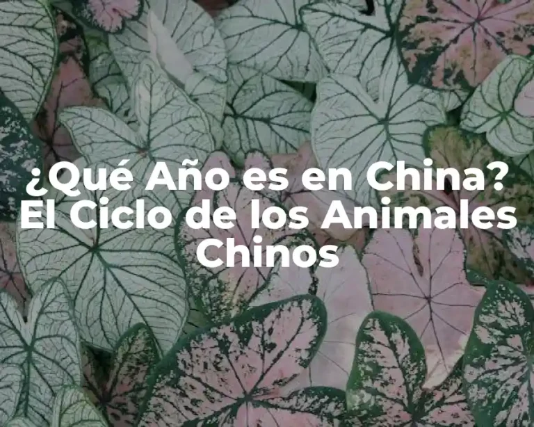 ¿Qué Año es en China? El Ciclo de los Animales Chinos