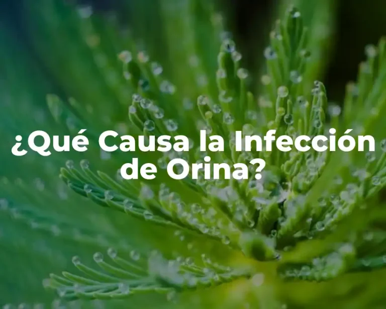 ¿Qué Causa la Infección de Orina?