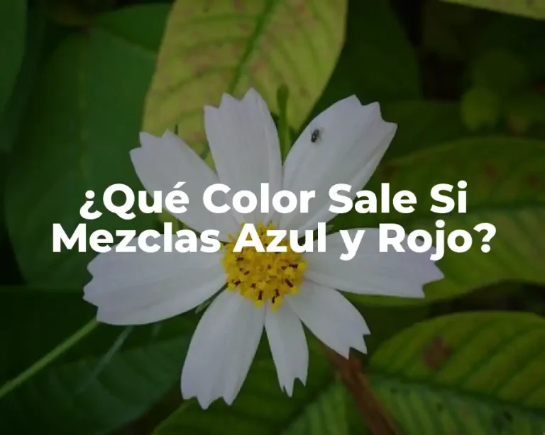 ¿Qué Color Sale Si Mezclas Azul y Rojo?