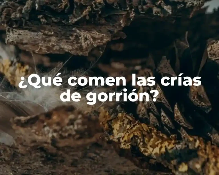 ¿Qué comen las crías de gorrión?