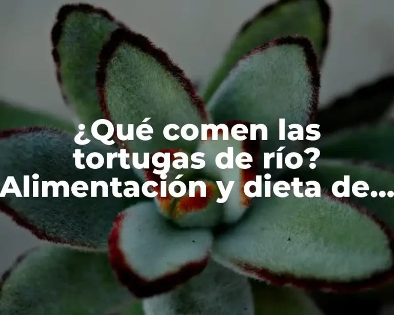 ¿Qué comen las tortugas de río? Alimentación y dieta de las tortugas de río