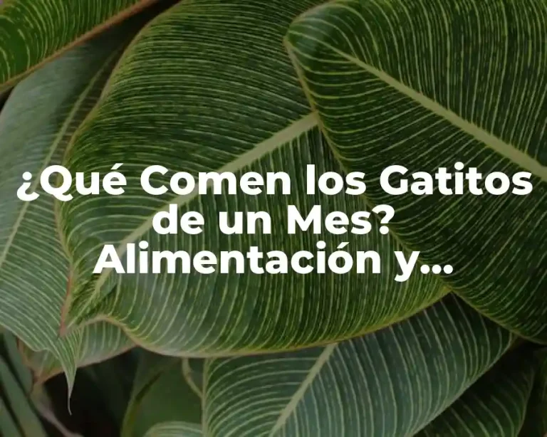 ¿Qué Comen los Gatitos de un Mes? Alimentación y Nutrición para Gatitos Recién Nacidos