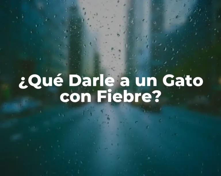 ¿Qué Darle a un Gato con Fiebre?