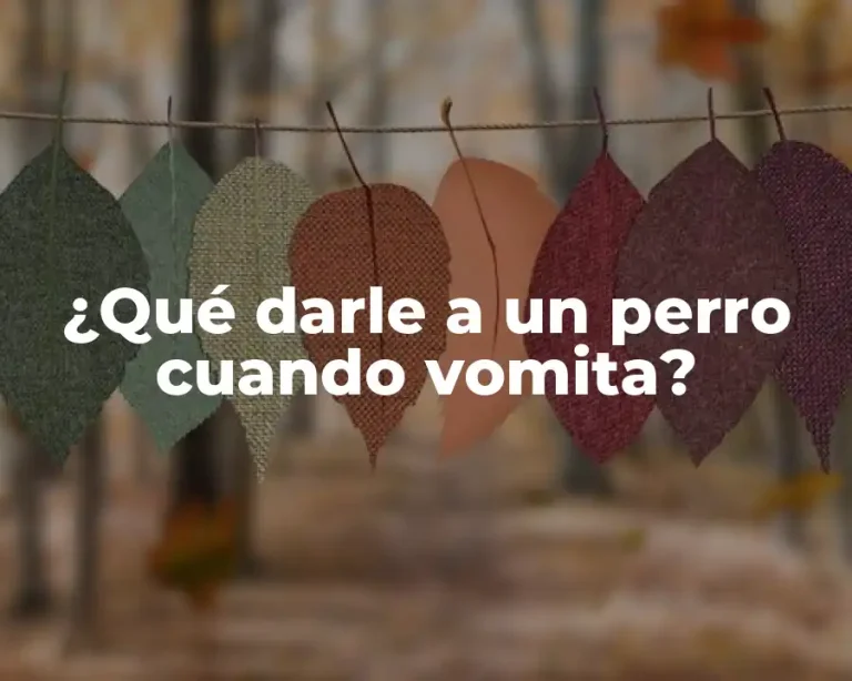¿Qué darle a un perro cuando vomita?