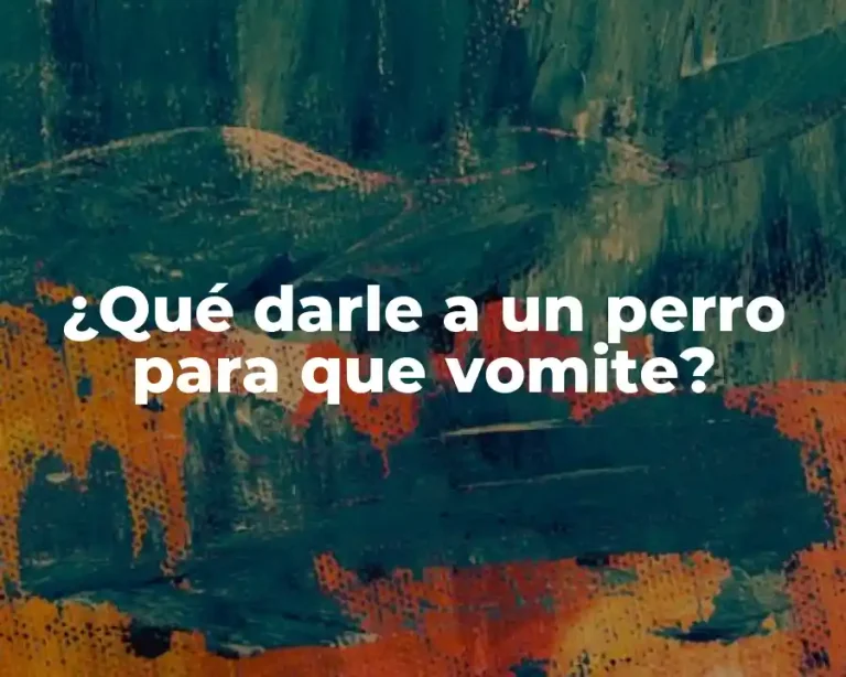 ¿Qué darle a un perro para que vomite?