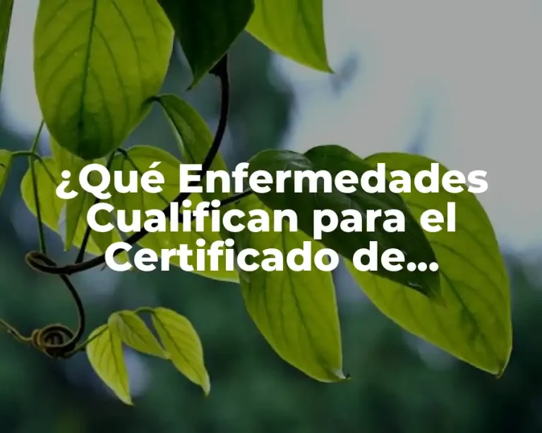 ¿Qué Enfermedades Cualifican para el Certificado de Discapacidad?