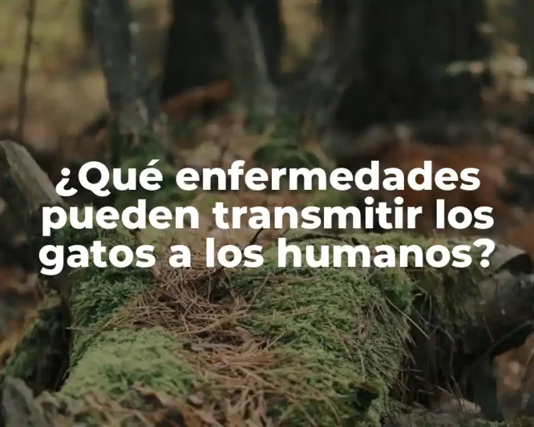 ¿Qué enfermedades pueden transmitir los gatos a los humanos?