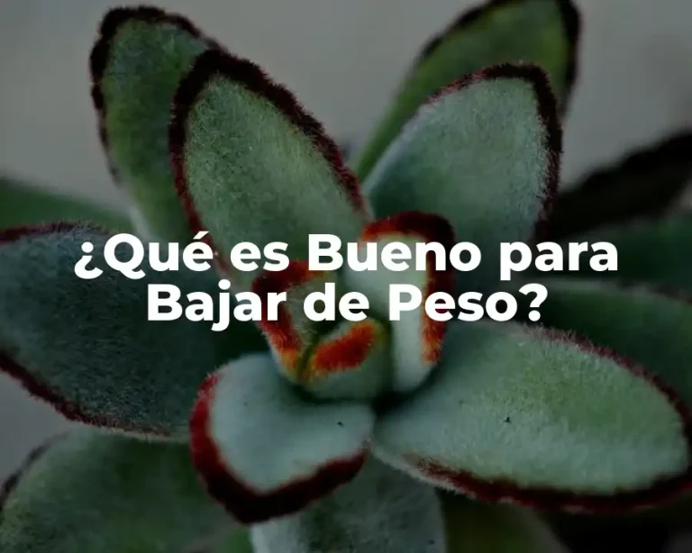 ¿Qué es Bueno para Bajar de Peso?