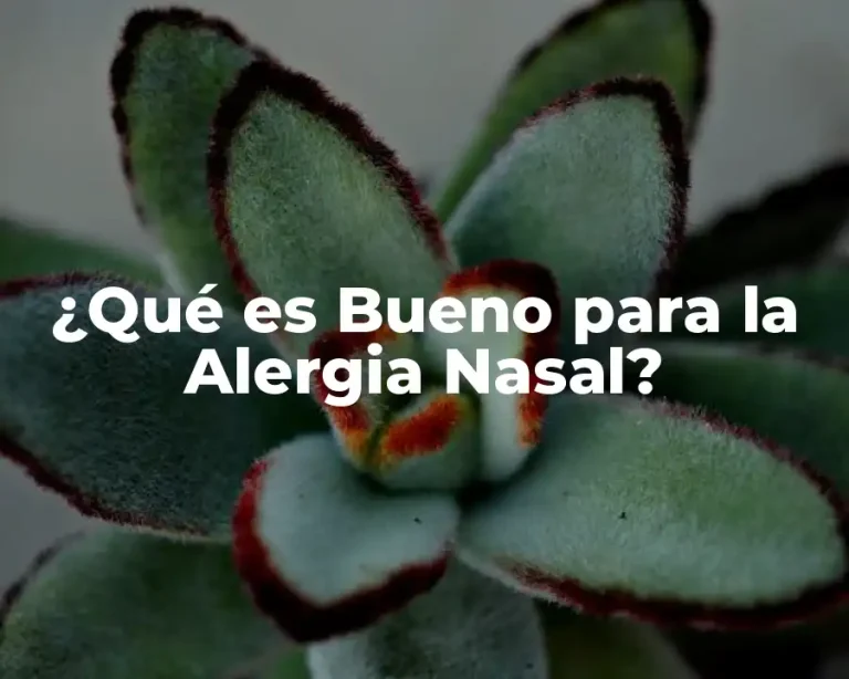 ¿Qué es Bueno para la Alergia Nasal?