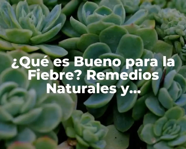 ¿Qué es Bueno para la Fiebre? Remedios Naturales y Tratamientos Efфективos
