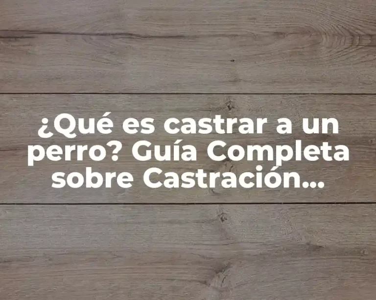 ¿Qué es castrar a un perro? Guía Completa sobre Castración Canina