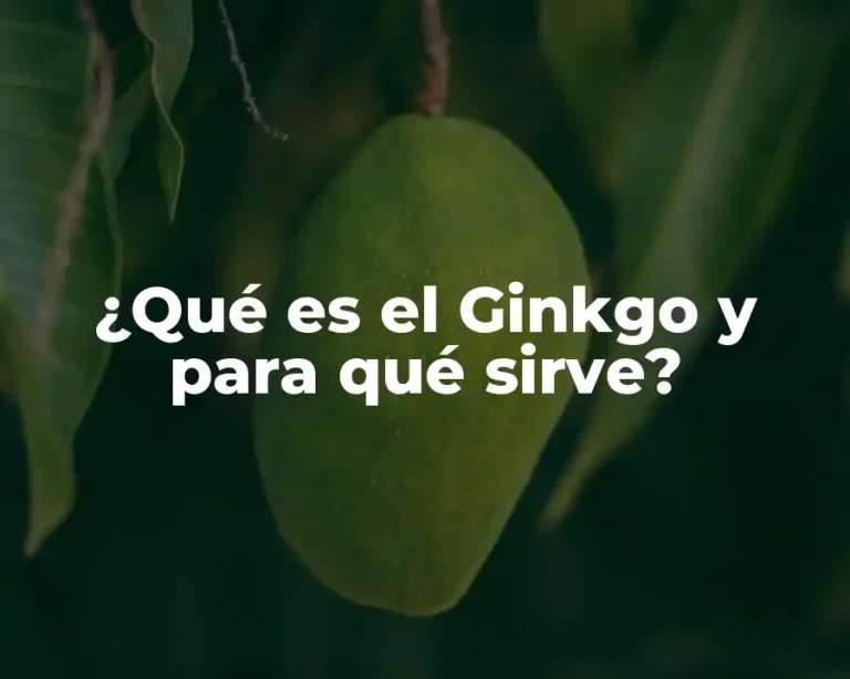 ¿Qué es el Ginkgo y para qué sirve?