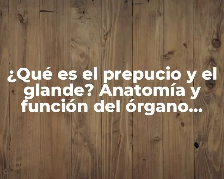 ¿Qué es el prepucio y el glande? Anatomía y función del órgano masculino