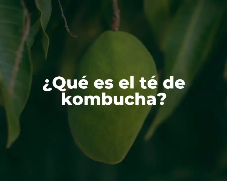 ¿Qué es el té de kombucha?