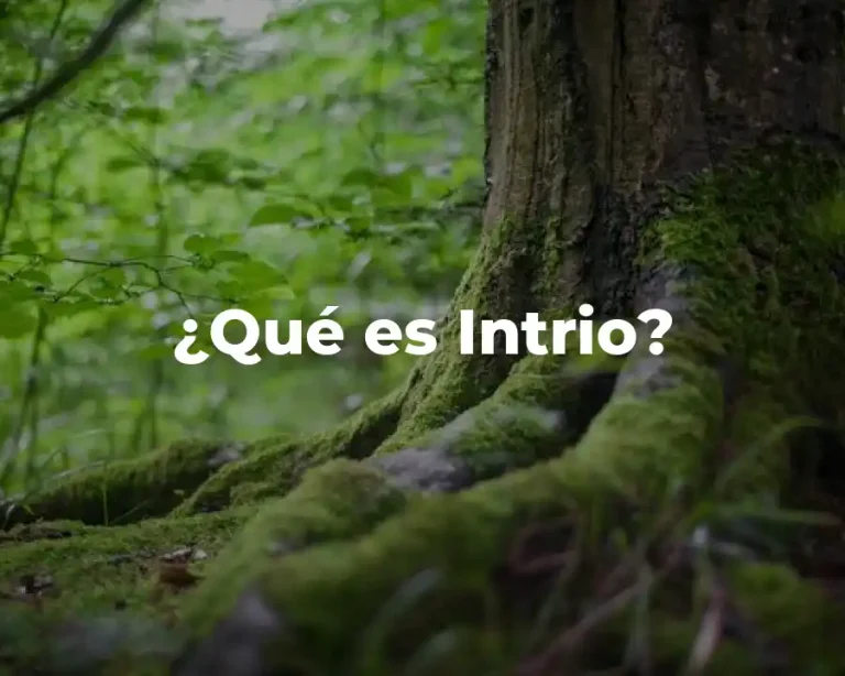 ¿Qué es Intrio?