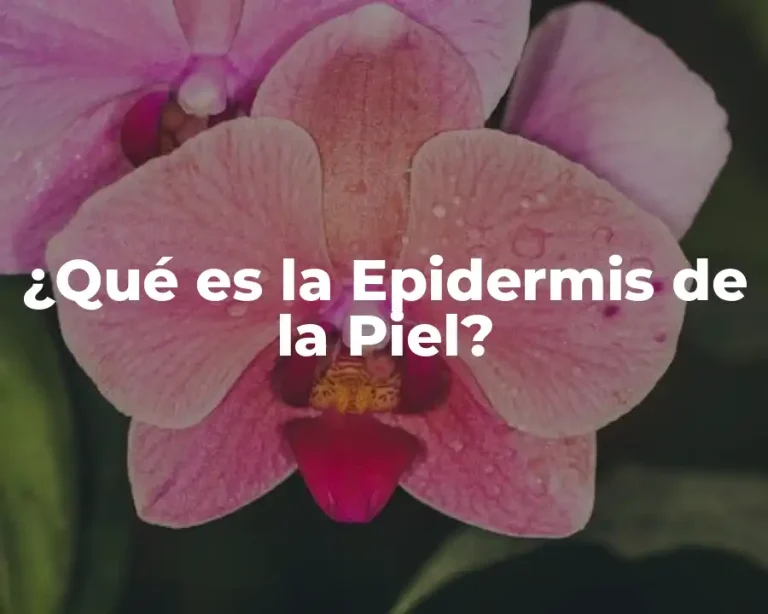 ¿Qué es la Epidermis de la Piel?