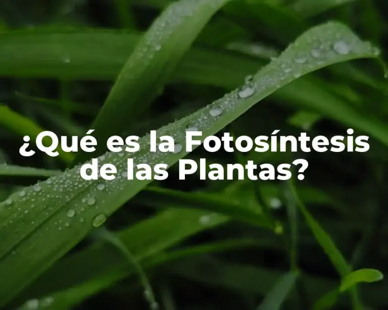 ¿Qué es la Fotosíntesis de las Plantas?