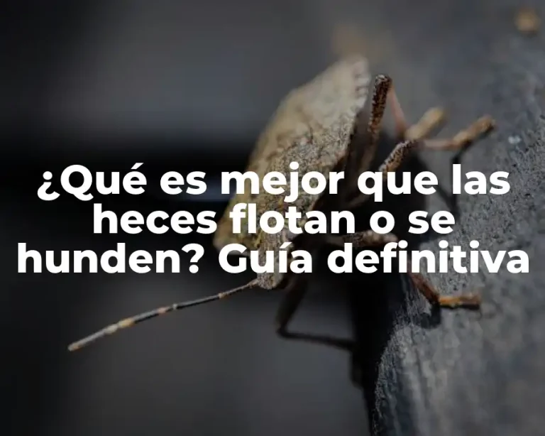 ¿Qué es mejor que las heces flotan o se hunden? Guía definitiva