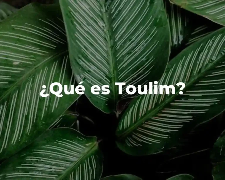 ¿Qué es Toulim?