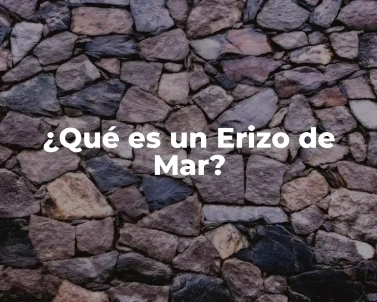 ¿Qué es un Erizo de Mar?
