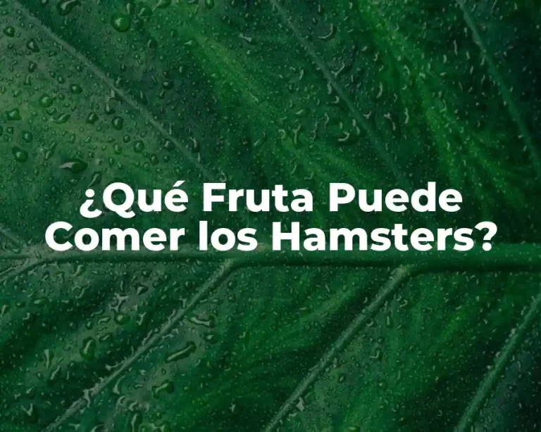¿Qué Fruta Puede Comer los Hamsters?