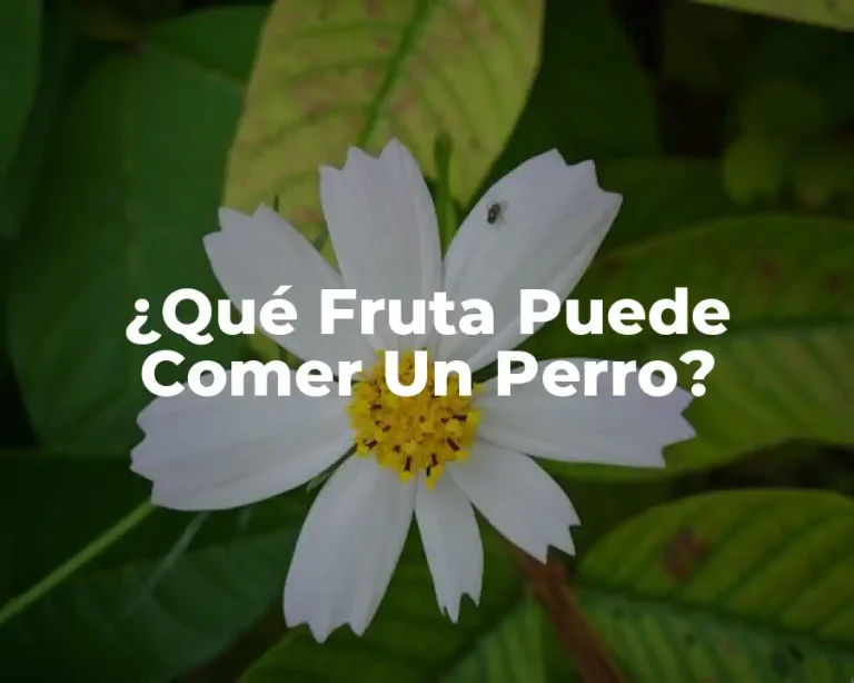 ¿Qué Fruta Puede Comer Un Perro?
