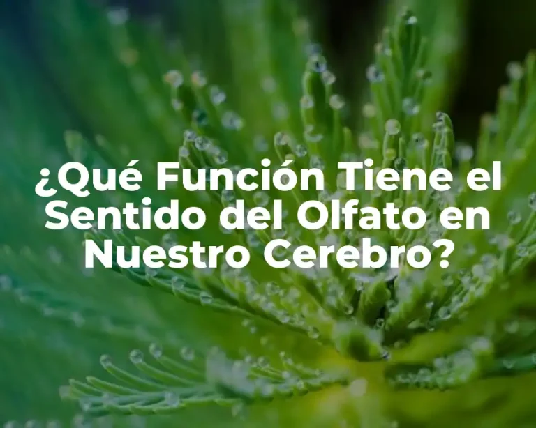 ¿Qué Función Tiene el Sentido del Olfato en Nuestro Cerebro?