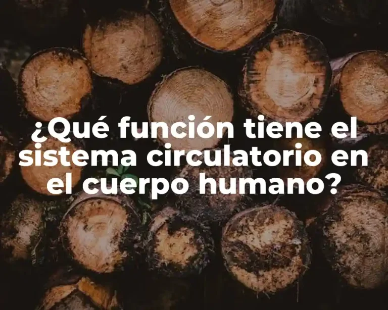 ¿Qué función tiene el sistema circulatorio en el cuerpo humano?