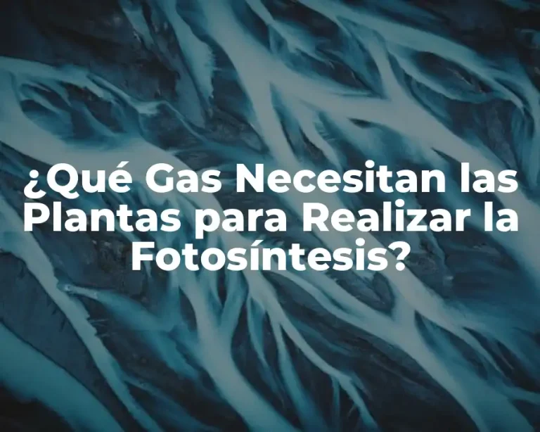 ¿Qué Gas Necesitan las Plantas para Realizar la Fotosíntesis?