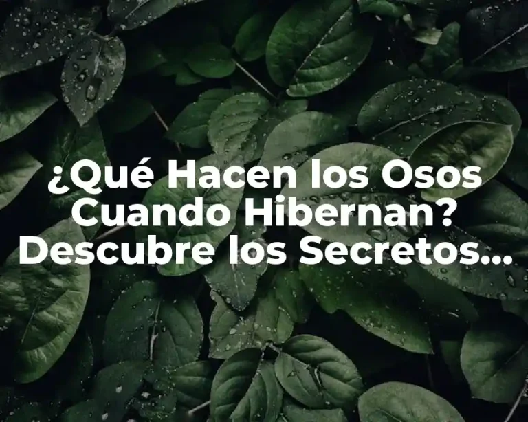 ¿Qué Hacen los Osos Cuando Hibernan? Descubre los Secretos de la Hibernación de los Osos