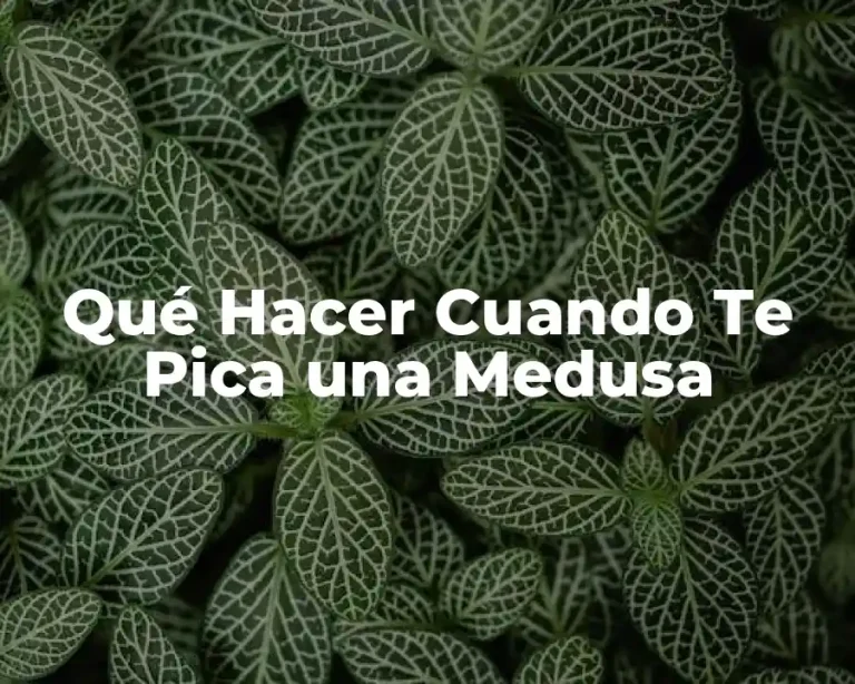 Qué Hacer Cuando Te Pica una Medusa