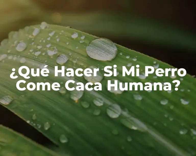 ¿Qué Hacer Si Mi Perro Come Caca Humana?