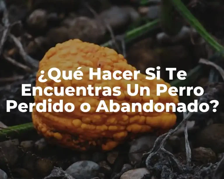 ¿Qué Hacer Si Te Encuentras Un Perro Perdido o Abandonado?