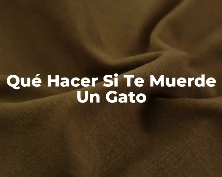 Qué Hacer Si Te Muerde Un Gato
