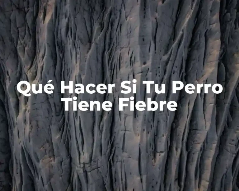 Qué Hacer Si Tu Perro Tiene Fiebre