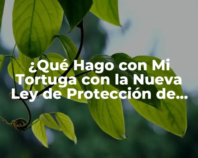 ¿Qué Hago con Mi Tortuga con la Nueva Ley de Protección de Animales?