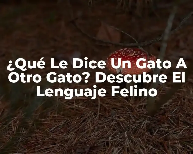 ¿Qué Le Dice Un Gato A Otro Gato? Descubre El Lenguaje Felino