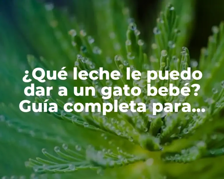 ¿Qué leche le puedo dar a un gato bebé? Guía completa para cuidar a tu mascota