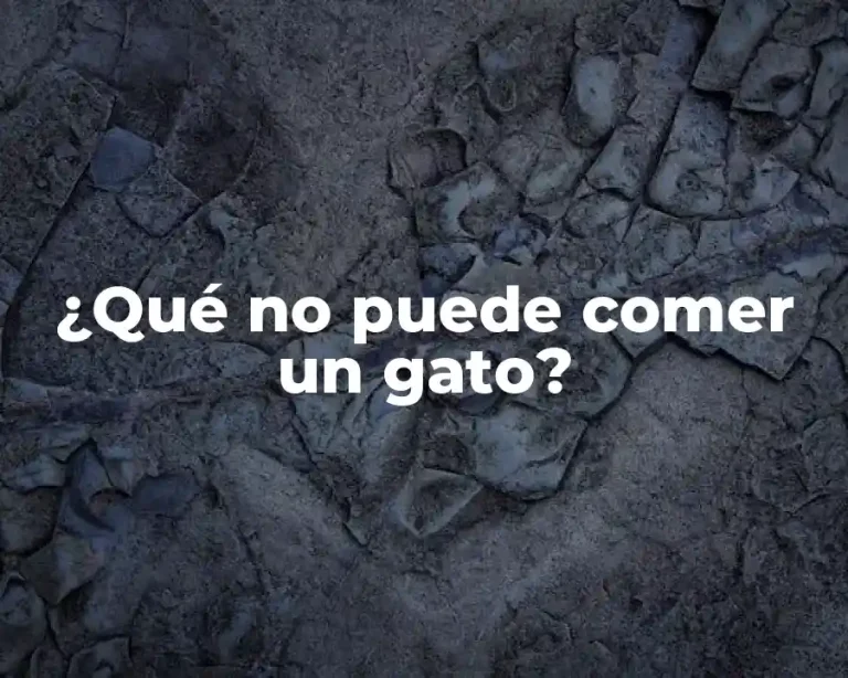 ¿Qué no puede comer un gato?
