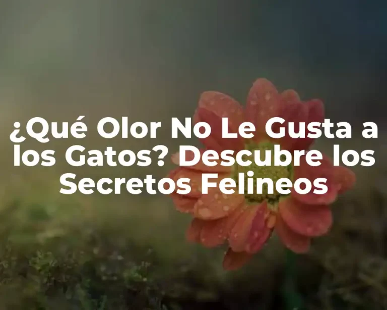 ¿Qué Olor No Le Gusta a los Gatos? Descubre los Secretos Felineos