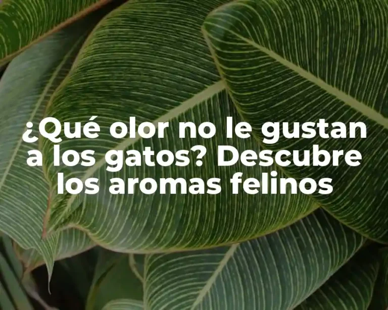 ¿Qué olor no le gustan a los gatos? Descubre los aromas felinos